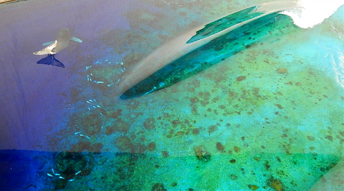 Driftwood beach coffee table